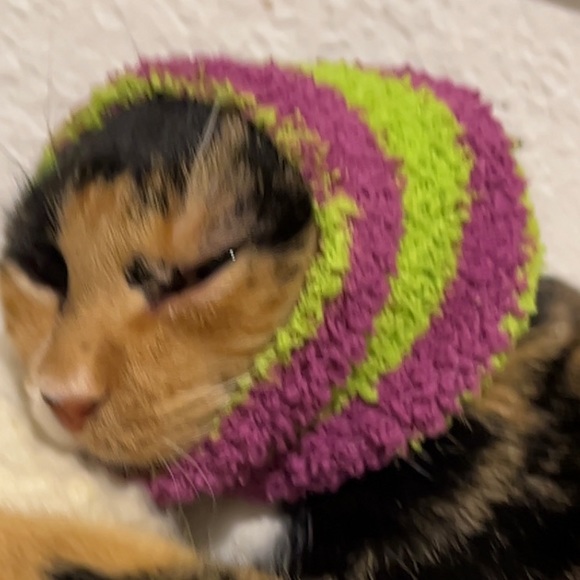 Meet your Posher, Sadie - Picture 1 of 1